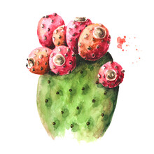 Prickly Pear Cactus Or Indian Fig Opuntia With Red Fruits. Watercolor Hand Drawn Illustration, Isolated On White Background