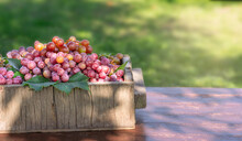 Crate Full Of Freshly Red Harvested Grapes On Wooden Table, Copy Space. Harvesting, Organic Farming Concept. Fresh Grapes In With Leaves