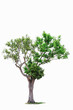 © Tongsai Tongjan - tree isolated on white background