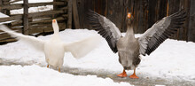 Geese Flapping Their Wings In A Winter Barnyard