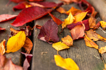 Fall. Autumn leaves. Colored, bright background from yellow and red leaves.