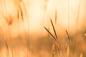 Sticker - close up grass flower on sunset background