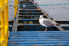 Seagull Sitting On Rusty Jetty On The Baltic Sea In Cloudy Day