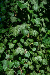 Sticker - Vertical shot of fresh green foliage - perfect for background or wallpaper