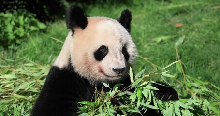 Canvas Print - panda eats bamboo in the forest