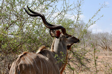 A Full-grown Kudu Bull At An Acacia Tree In The Kruger Park