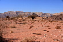 View On The Sparse Vegetation Growing From Shrivelled Ground In Timna Park Located In Negev Desert In Israel. On The Background Are Visible Arid Countryside Mountains Of Red And Light Brown Colour.