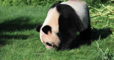Canvas Print - panda eats bamboo in the forest