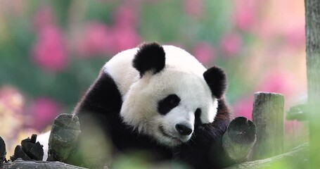 Canvas Print - panda is resting in a very colorful atmosphere