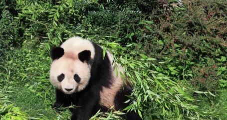 Canvas Print - panda eats bamboo in the forest