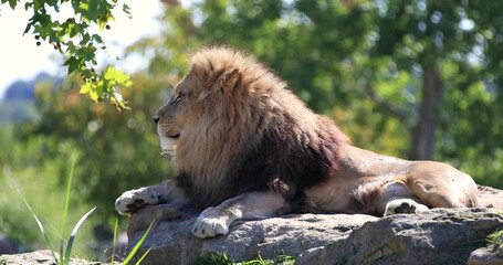 Canvas Print - a male lion are resting in the sun