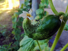 Crooked, Pot-bellied Cucumber With Flower Hangs On Stalk. Deformation Of Cucumber Fruit As Result Of Lack Of Trace Elements In Plant. Close Up. Selective Focus.