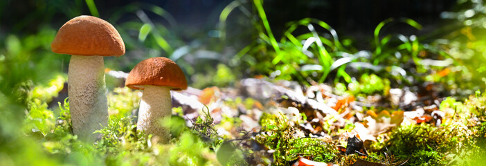 two birch redcap mushroom on green moss in the grass of forest