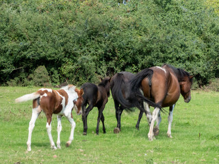 Wall Mural - beautiful new forest ponies with their foals