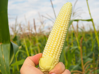 Wall Mural - fresh corn in the farmer's field. a girl tears up an ear of corn.