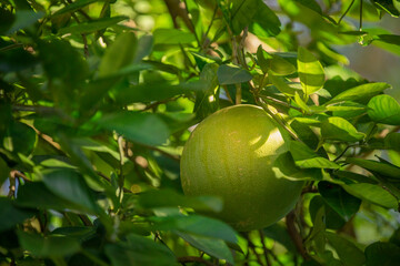 Canvas Print - On the grapefruit tree, the grapefruit is fruity and full