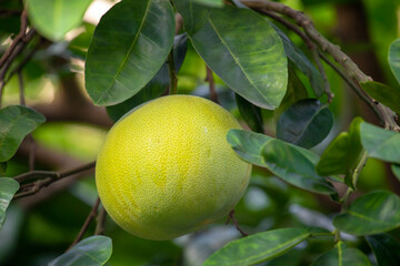 Sticker - On the grapefruit tree, the grapefruit is fruity and full