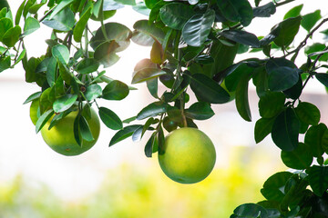 Wall Mural - On the grapefruit tree, the grapefruit is fruity and full