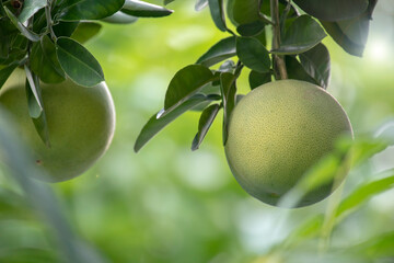 Canvas Print - On the grapefruit tree, the grapefruit is fruity and full