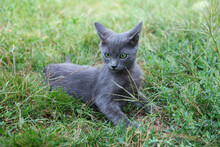 Russian Blue Cat. A Small Gray Green-eyed Pedigree Kitten