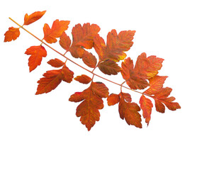 Wall Mural - Colorful autumn leaf of Goldenrain Tree isolated on white background.