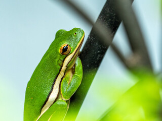 Close up of green tree frog with yellow stripe and gold eye.