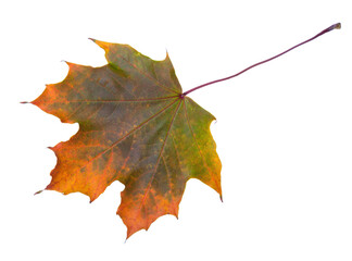 Wall Mural - Autumn Maple leaf isolated on white background.