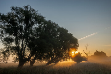 Wall Mural - the rays of the rising sun scattering in the treetops