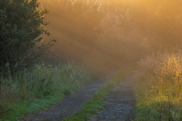 Wall Mural - dirt road on a sunny, foggy autumn morning
