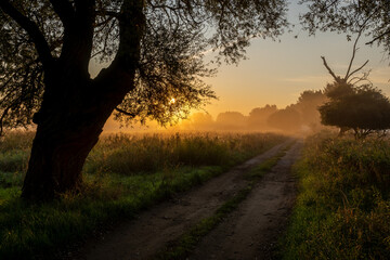 Wall Mural - dirt road on a sunny, foggy autumn morning