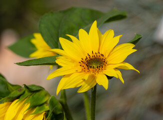 Canvas Print - Closeup shot of cute daisies under the sunlight