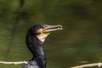 cormorant on a branch in the water