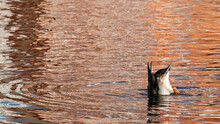 Female Mallard Duck, Male, Head Under Water Feeding With Webbed Feet Splashing To Provide Stability