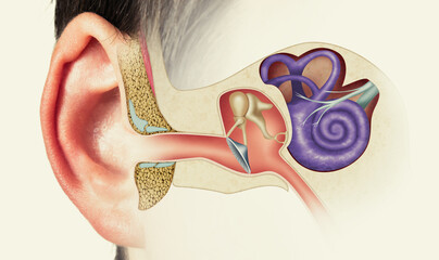 the anatomical structure of the human ear. image