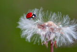 Fototapeta Dmuchawce - Beautiful Ladybug on dandelion defocused background