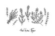 © Kseniia - Hand drawn thyme branches and bunch vector illustration isolated on white. Botanical herbal plant in vintage sketch style. Thymus vulgaris.