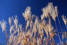 White Plum Grass In Fall Against A Blue Sky