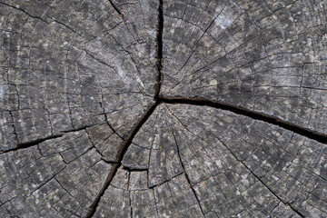 Wall Mural - Vintage wooden texture . Grunge wood wall pattern of fence.