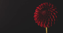 Exotic Red Dahlia Flower Isolated On Black Background