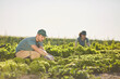 © Seventyfour - Portrait of two people gathering harvest while working at vegetable plantation outdoors lit by sunlight, copy space