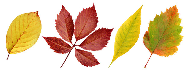 Wall Mural - autumn leaves: wild grapes, buckthorn and hawthorn.