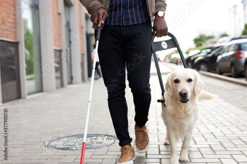 golden retriever assist black afro man, help across city streets, use cane for disabled, walk