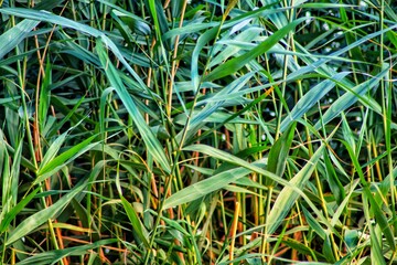 grass background