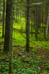 Fototapeta autumn undergrowth in wild forest in quebec, canada