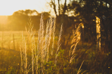 Wall Mural - Dry grass on Australian farm with golden tones. Background nature image with copy space.