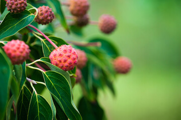 Wall Mural - beautiful red fruits of a dogwood tree, benthamidia, rutcan, in the autumn garden. closeup, natural 
