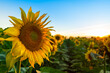 Sunflower field in the Midwest in full bloom at sunset in France