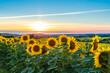 Sunflower field in the Midwest in full bloom at sunset in France