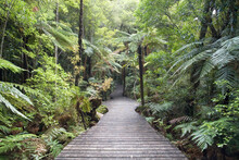Waipoua Kauri Forest, North Island, New Zealand