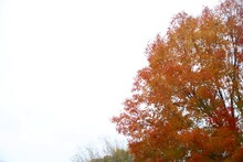 Trees With Red Leaves Against A White Overcast Sky In Late October In Burke, Virginia